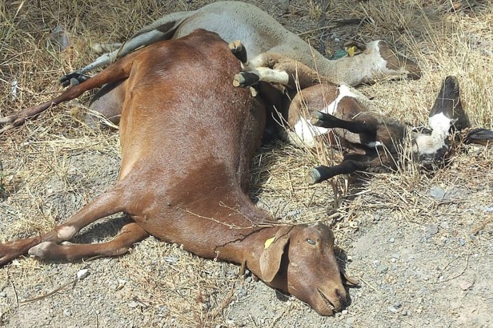 UPA Málaga advierte que la lengua azul ya ataca a la cabaña de caprino