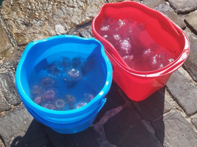 Archivo - Medusas recogidas en San Sebastián