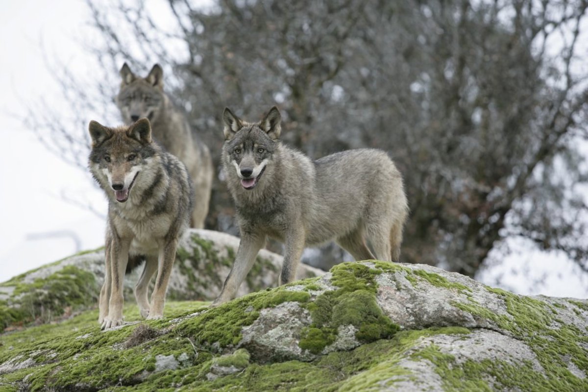 Cantabria ha realizado 21 extracciones de lobos del cupo de 41