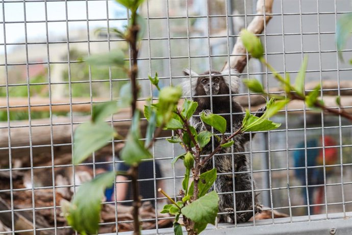 Archivo - El Cabildo de Tenerife destina 3,1 millones a la mejora de los hábitats y el control de las especies invasoras