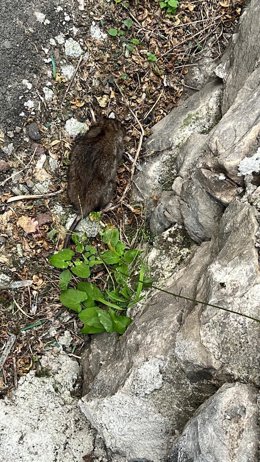 Archivo - Imagen de archivo de una rata en una calle