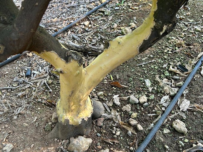 AVA-ASAJA alerta de una "multiplicación extraordinaria" de conejos que agrava los daños de la fauna salvaje en el campo valenciano