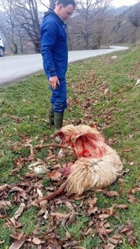 El lobo mata a una veintena de reses de un ganadero de Campoo de Suso en cinco meses