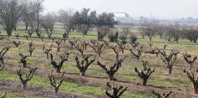Archivo - El sector del vino, uno de los más afectados por los aranceles de Trrump.