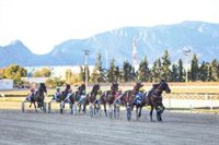 El Consell defiende la gestión del Instituto Hípico de Mallorca y acusa al PSIB de "mentir y manipular"