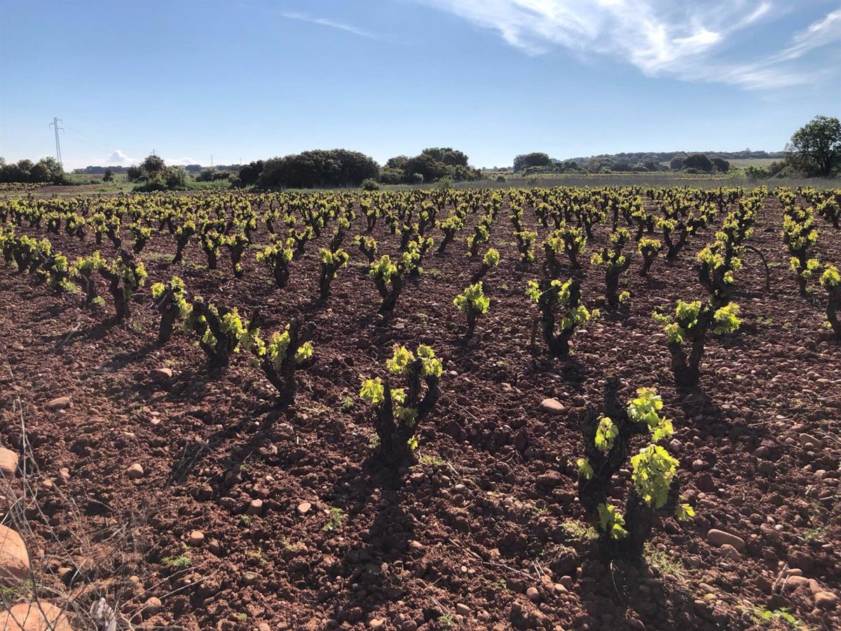 UAGR-COAG lamenta que el estudio de costes y precios de la Consejería certifica las graves pérdidas de los viticultores