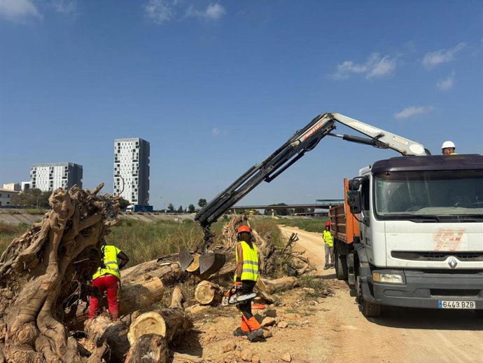 El Ayuntamiento de València inicia la limpieza del nuevo cauce del río Túria en los seis puentes del tramo del nuevo cauce del Túria entre las carreteras CV-400 y la V-31