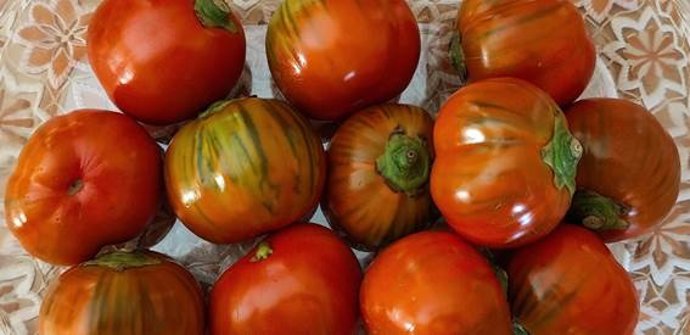 Imagen de berenjena escarlata “Rossa di Rotonda”, especie infrautilizada empleada en el estudio.