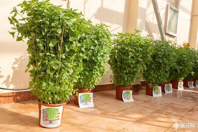 Bétera hace el reparto de 'Alfàbegues' más especial y solidario de su historia