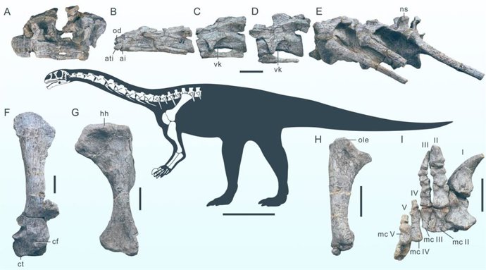 Fósil de Wudingloong