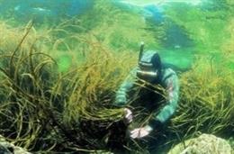 Investigación del CICA de la UDC sobre macroalgas