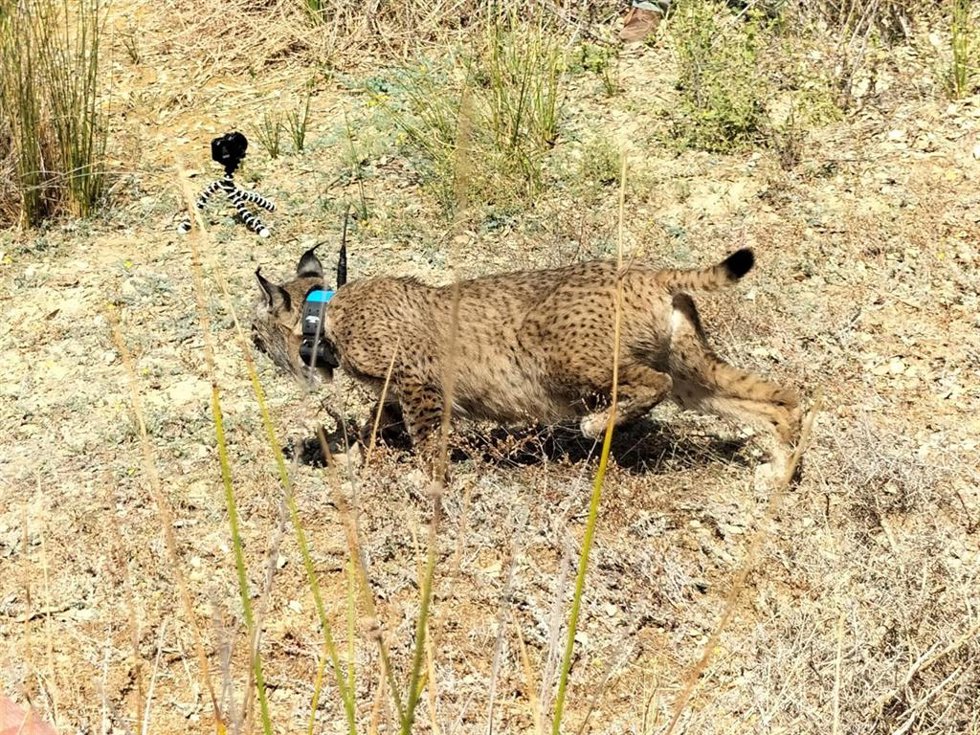 Suelta de linces en semilibertad en Monfragüe.