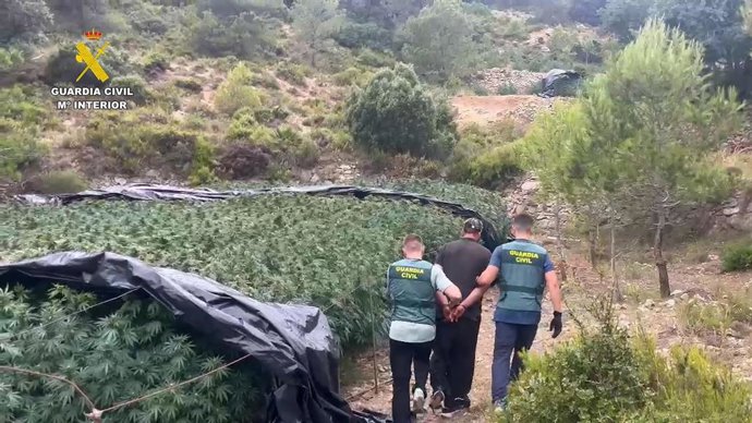 Plantación de marihuana intervenida por la Guardia Civil