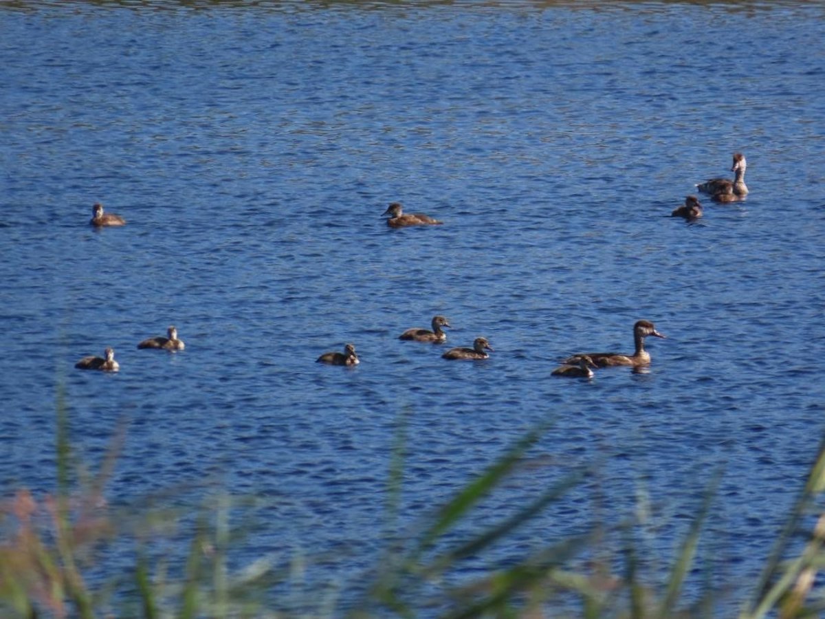 La mejora de la situación hídrica del Parque de Las Tablas provoca un récord histórico de su censo de aves acuáticas