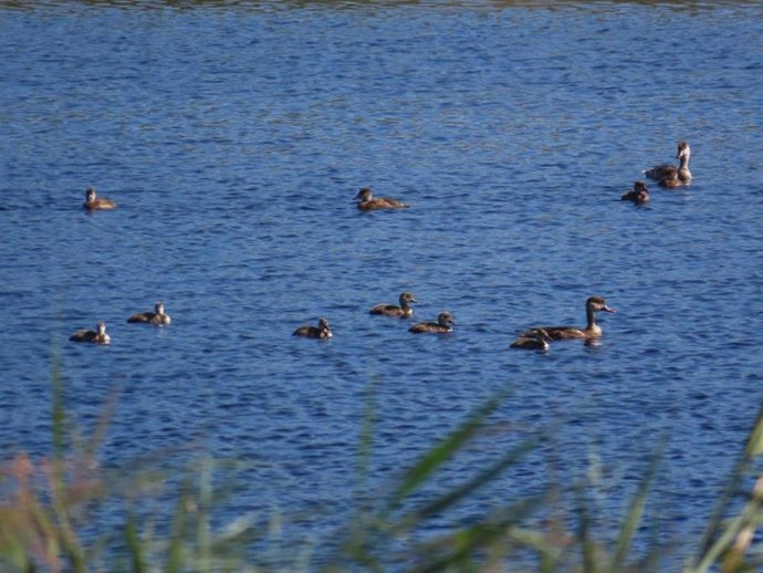 Aves acuáticas en Las Tablas.