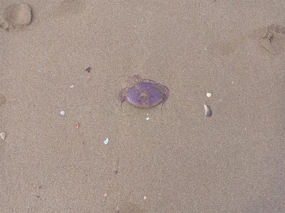 Archivo - Carabela portuguesa en una playa