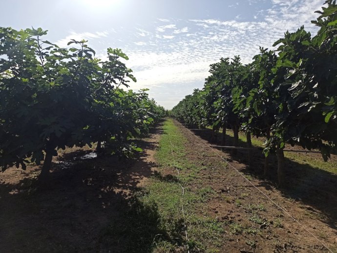 Cicytex participa en un proyecto para fomentar los beneficios de la agrosilvicultura mediante el cultivo de la higuera