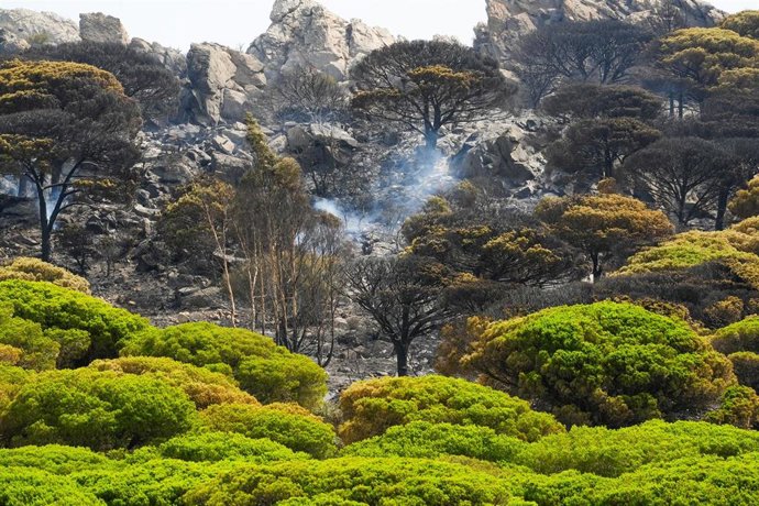 Vegetación quemada en el incendio en Tarifa, A 6 de agosto de 2025 en Tarifa, Cádiz (Andalucía, España). 