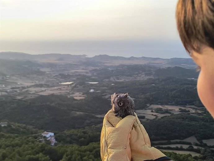 Una de las crías de autillo antes de ser liberadas en El Toro.