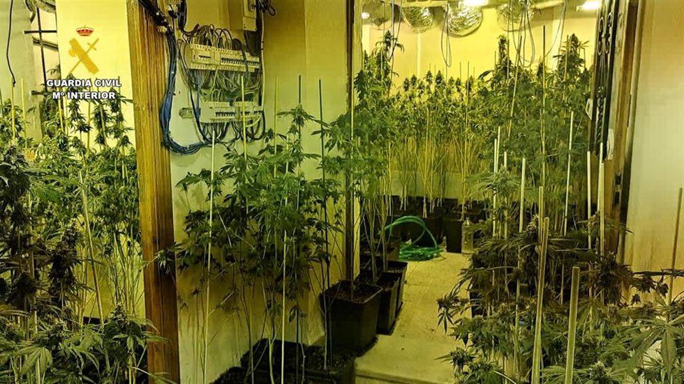 Plantación de marihuana desmantelada en Bujalance.