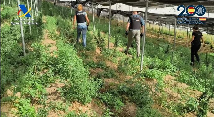 Desmantelado un invernadero en Albondón (Granada) con más de 3.300 plantas de marihuana.