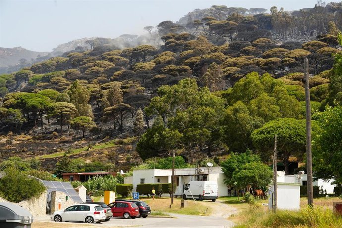 Vegetación quemada en el incendio en Tarifa, A 6 de agosto de 2025 en Tarifa, Cádiz 