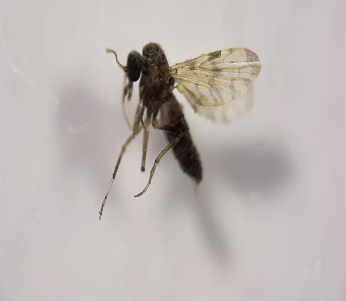 Imagen de una hembra de Culicoide.