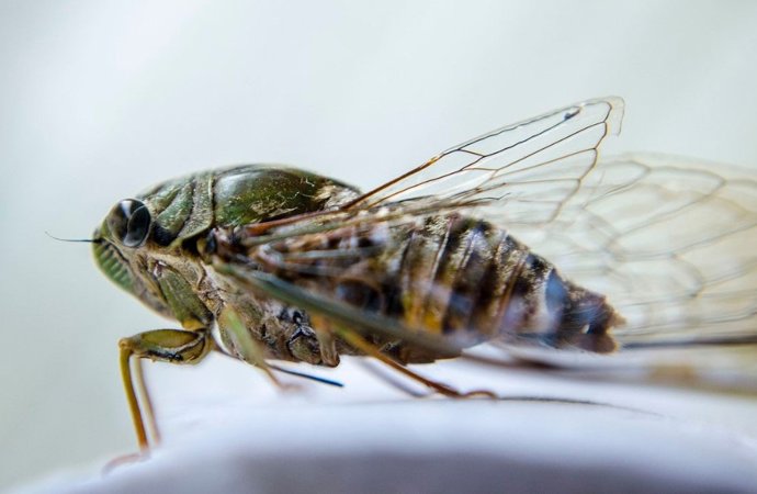 Las cigarras coordinan sus coros matutinos con notable precisión, sincronizando su canto con un nivel específico de luz durante las horas previas al amanecer.