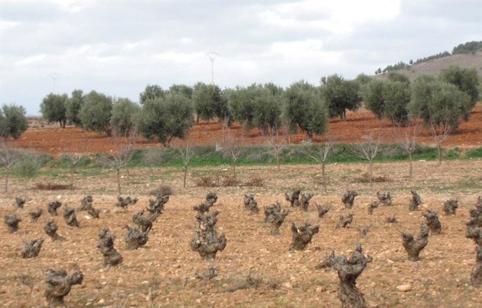 Archivo - Campo, viña, cosecha, agricultura, cepa, vino