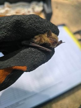 Imagen de una hembra adulta encontrada en una caja-refugio del RJB-CSIC siendo analizada.