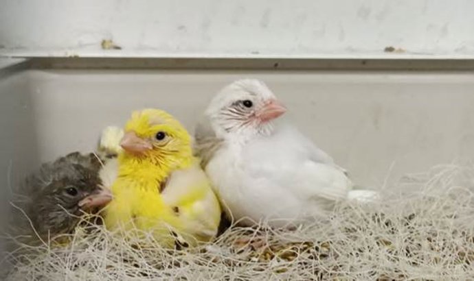 Tres polluellos de canario doméstico de alrededor de 14 días. Sobre esta edad pueden empezar a sufrir agresiones