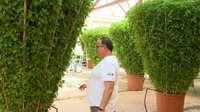 Bétera mima las 'Alfàbegues' para su fiesta de olor y color: "Son muy simbólicas"