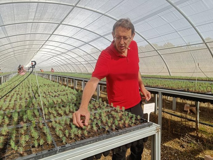 Plantas de pino de un mes de vida.