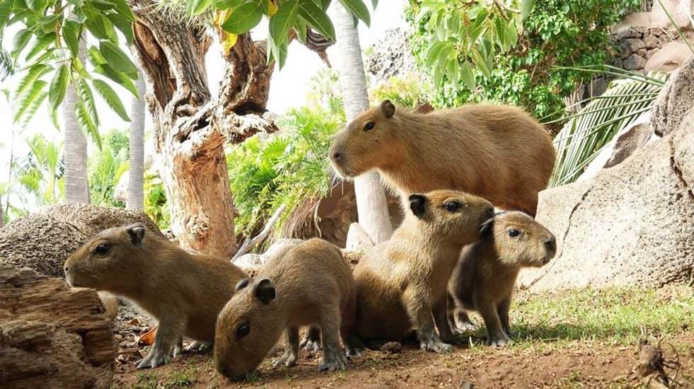 Capibaras nacidas en Loro Parque, en Tenerife
