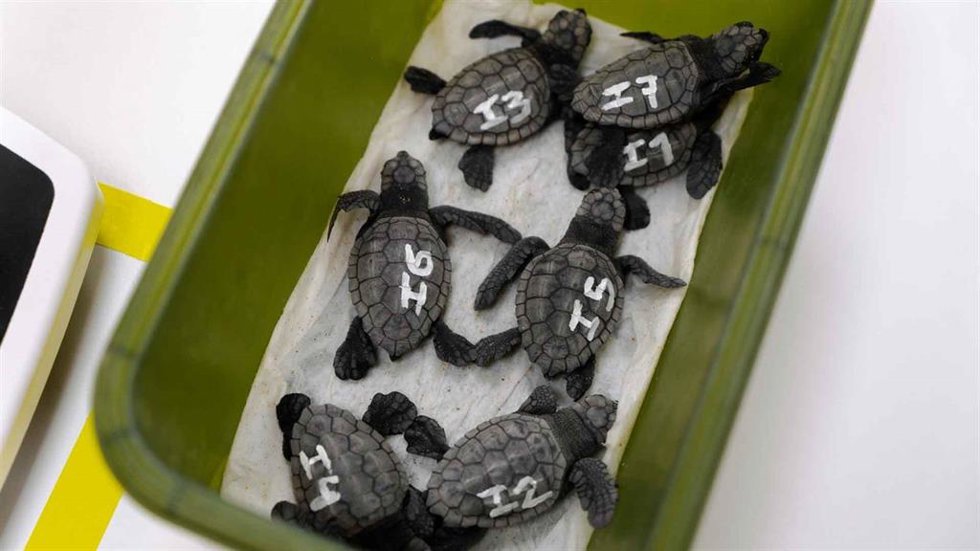 Nacen varias decenas de ejemplares de tortuga boba en la playa de Levante de Benidorm