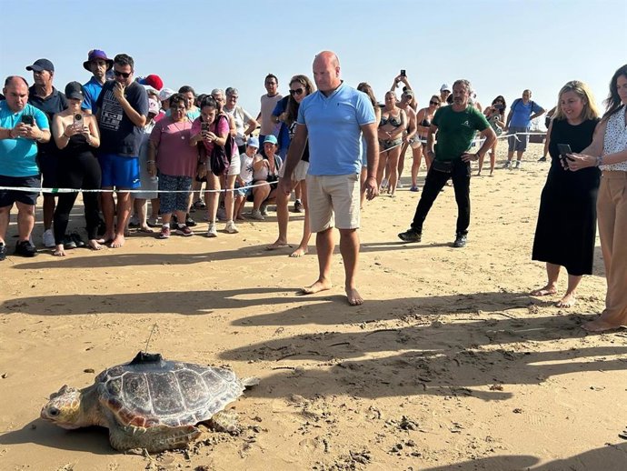 El delegado territorial de Sostenibilidad y Medio Ambiente en la provincia de Cádiz, Óscar Curtido, en la liberación de tres tortugas marinas en la playa de Cortadura en Cádiz