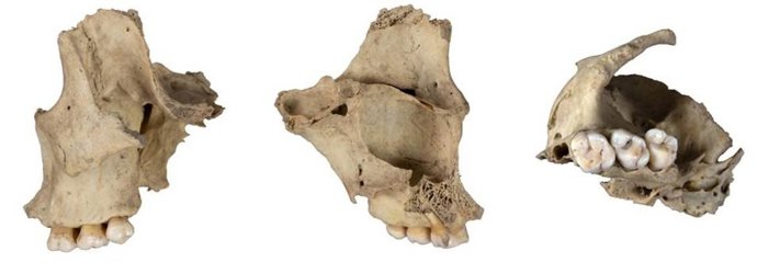 Maxilar humano canibalizado de la cueva de El Mirador.