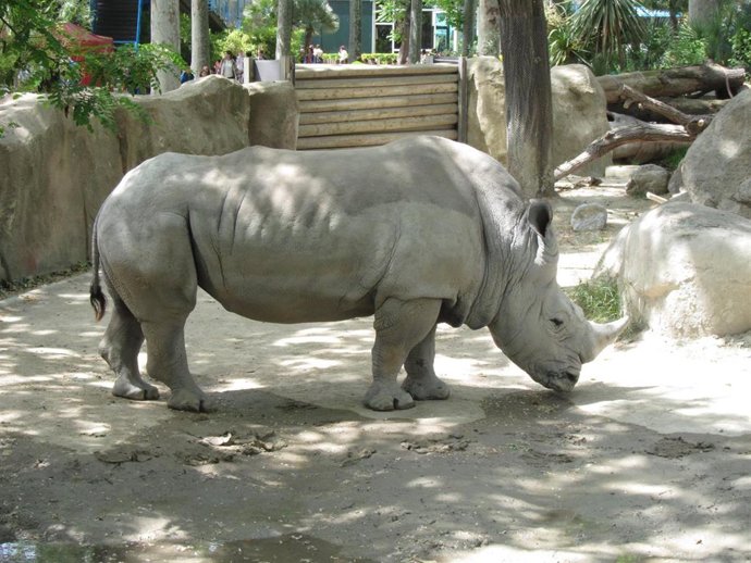 Archivo - Rinoceronte En El Zoo De Barcelona
