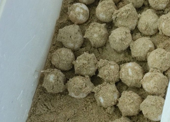 Localizado en Ibiza el primer nido de tortuga marina del año con 85 huevos