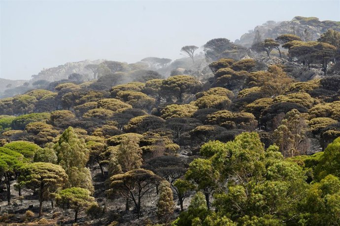 Vegetación quemada en el incendio en Tarifa, A 6 de agosto de 2025 en Tarifa, Cádiz (Andalucía, España). 