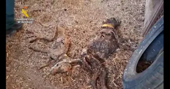 La Guardia Civil halla 32 perros muertos por inanición en una finca de Azuaga (Badajoz)