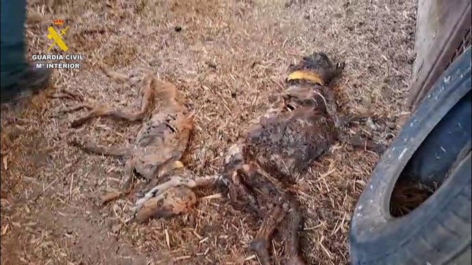Cães encontrados mortos em uma fazenda em Azuaga