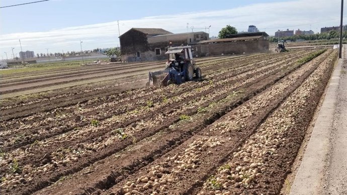 Archivo - Cultivo de patatas