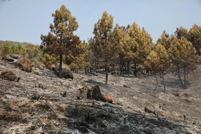 Campo quemado por el fuego, a 31 de julio de 2025, en Cuevas del Valle, Ávila, Castilla y León (España). 