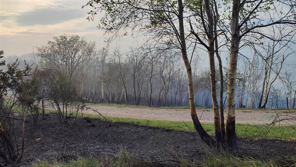 Archivo - Imagen de archivo de una zona afectada por un incendio forestal