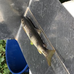 Medición de un pez.