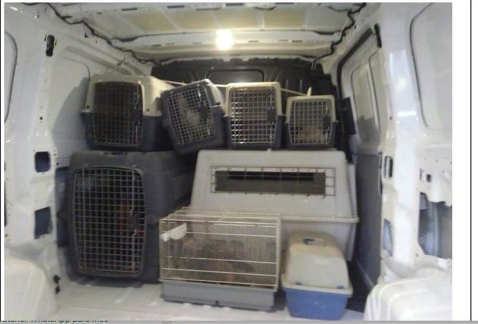 La Policía Local de Alicante interviene 27 gallos de pelea abandonados en la vía pública en la zona norte