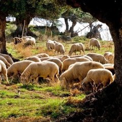 Es Andalucía - Sevilla