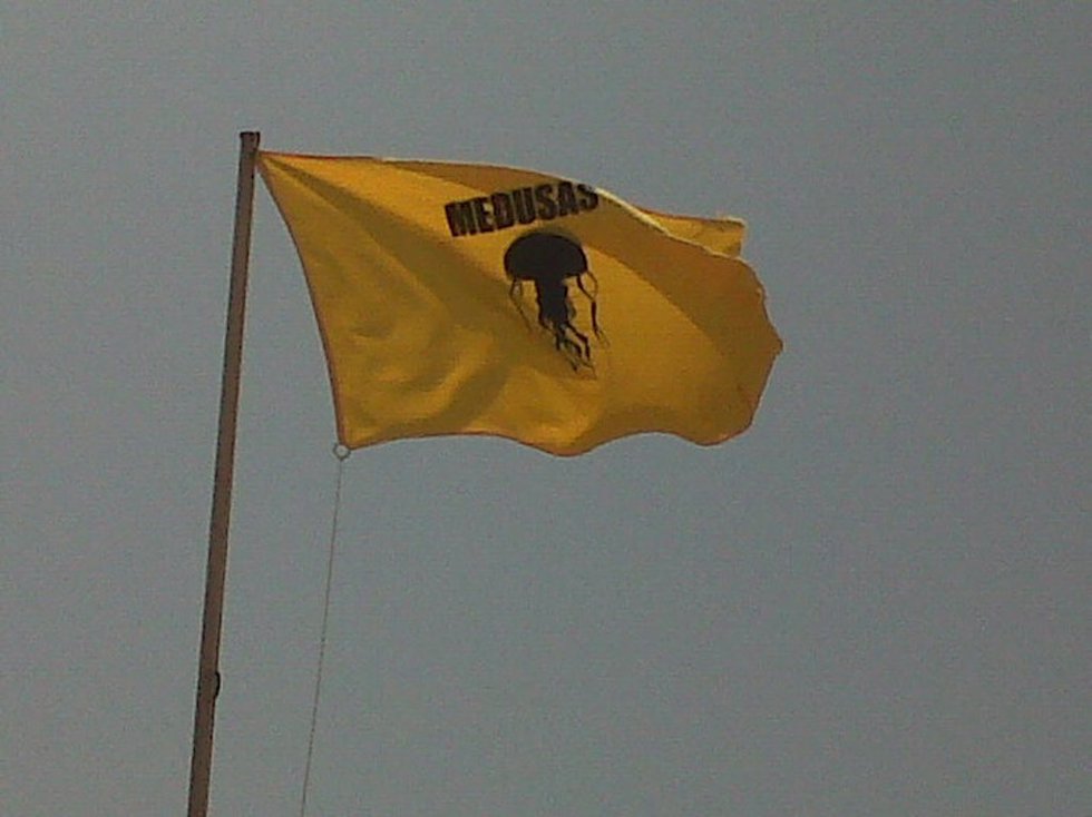 Archivo - Bandera de medusas