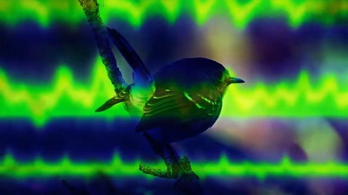 Recurso de vocalización de un pájaro para su análisis con Perch